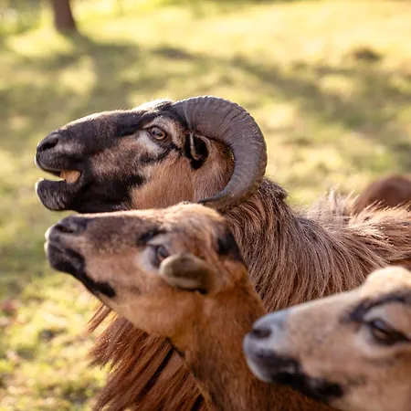 Kajza Kolovrat Tatil Evi *