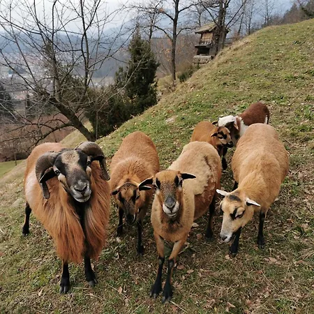 Tatil Evi Kajza Kolovrat *