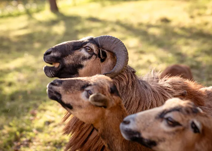 Kajza Kolovrat Casa vacanze *