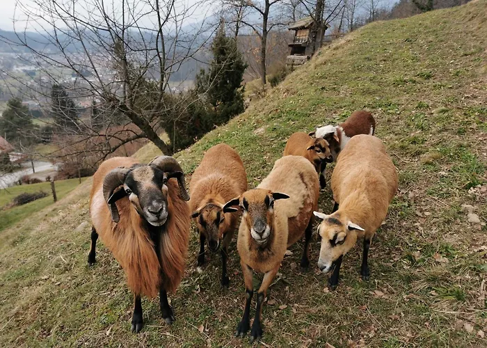 Casa vacanze Kajza Kolovrat *